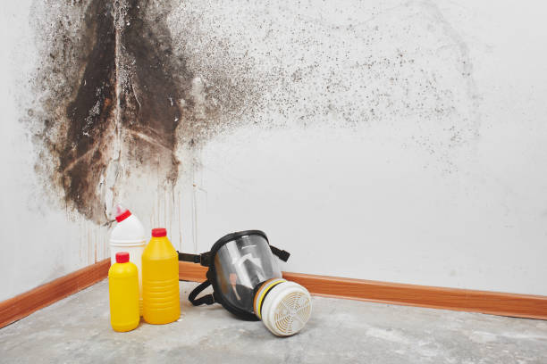 Certified Mold Removal in Spanish Lake, MO