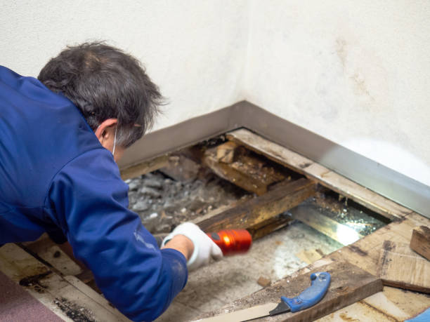 Best Commercial Mold Removal  in Spanish Lake, MO
