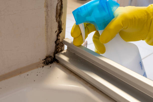 Best Office Mold Removal Services  in Spanish Lake, MO