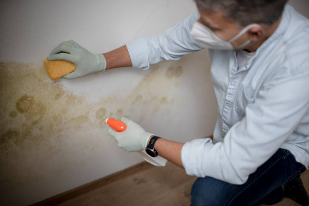 Mold Removal Process in Spanish Lake, MO