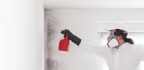 Best Commercial Mold Removal  in Spanish Lake, MO