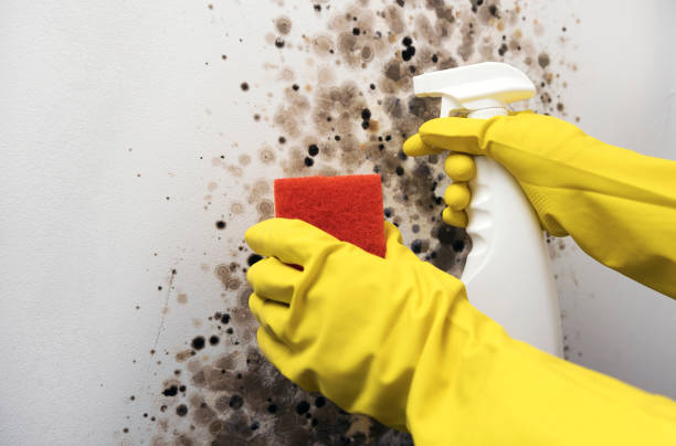 Best Toxic Mold Removal  in Spanish Lake, MO