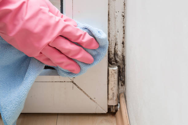 Best Fast Mold Removal  in Spanish Lake, MO
